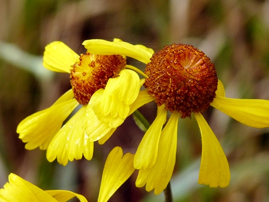 {Helenium brevifolium}